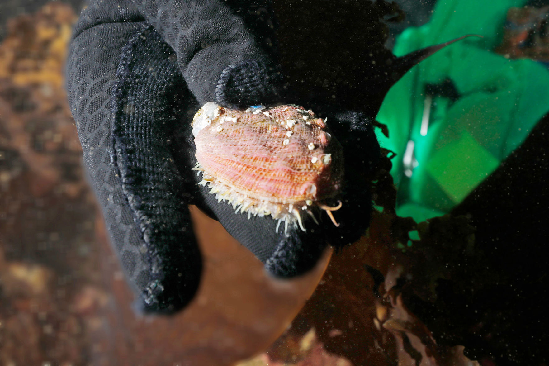 US-NEWS-ENV-ABALONE-3-LA